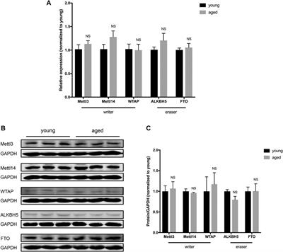 Aging-Associated Differences in Epitranscriptomic m6A Regulation in Response to Acute Cardiac Ischemia/Reperfusion Injury in Female Mice